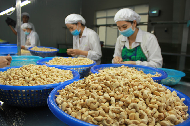 Fourniture de noix de cajou aux Etats-Unis le Vietnam conserve son trône